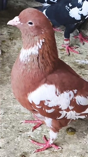 Relaxing Pigeon Sounds & Coos | Nature Sounds 4K #birds #birdsounds #pigeon #birdsongs #birdlives