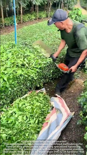 Efficient tea picking: professional tools and techniques to improve picking efficiency by 300%.