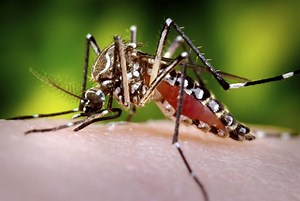 A simple way to reduce mosquito-borne diseases