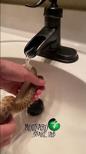 🐍Why I prefer to incubate🧪 #molinarosnakelab #python #snakeeggs #shorts #snakeegghatching #reptile