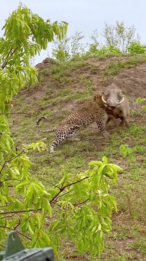 Suffocating warthog tries dragging leopard into home!