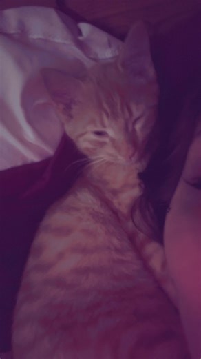 #luna #myginger #foryoupage❤️❤️