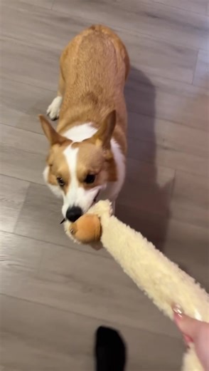 😬#funnydog #puppy #fyp #crazydog | Funny Dog Videos On TikTok