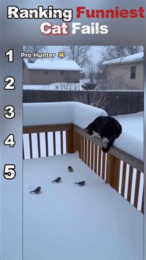 Ranking Epic Cat Fails! 😹❌ #shorts