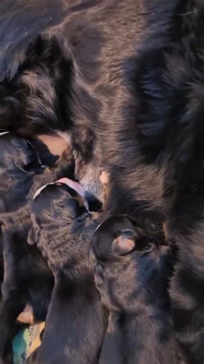 Newborn Bernese Mountain Dog Puppies’ First Milk #newbornpuppies