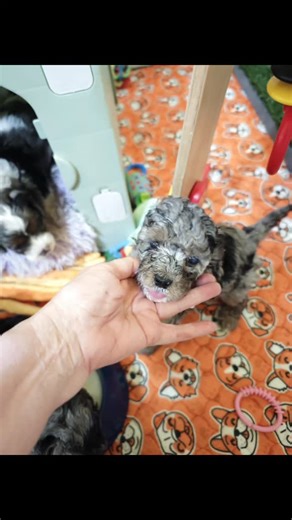 Full of zest, exploring, playing and it's a kick to see more and more of them doing their business on the grass mat. Toilet training is progressing. 😊 | Sheba's Gems Cavoodles