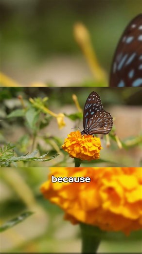 “This Insect Is Basically Using Built In GPS”