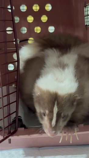 18K views · 1.3K reactions | I'm onto you, Ginger. You're full of stomp and bluster, but it's all just for show. Every day, you're feeling a little safer, a little more settled, and a little less stompy. Ginger really is making noticeable improvements every day, but one thing I'll tell you is this - if I end up with a dubia roach infestation in my house, it's on her. Stay tuned for video! #skunks #banfurfarms #humaneworldforanimals | WEST Wildlife Rehab | Facebook