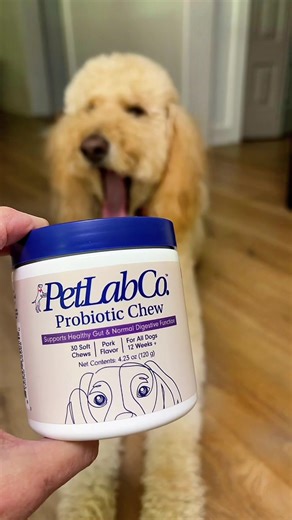Pet Lab Co. Probiotic Chew #dogsupplements #dogprobiotics #healthygut #itchyskin #foodallergies @PETLAB OFFICIAL