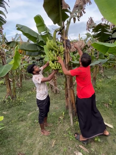 Satisfying Tree Chopping Sounds