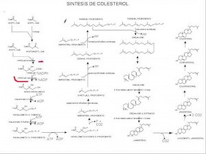 Cholesterol synthesis