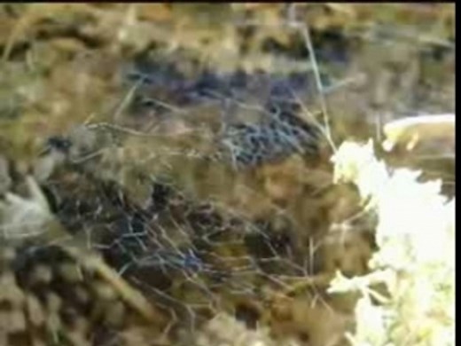 Moroccan Hashish Making Technique - Mari