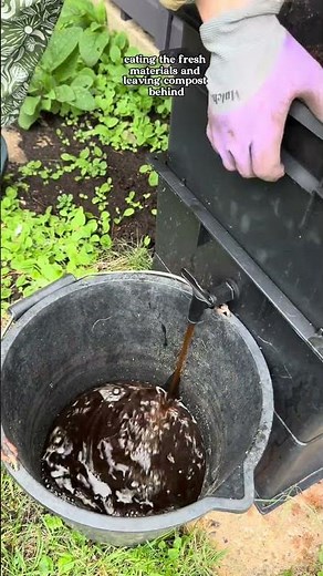 Inside my established worm farm 🪱 #wormcomposting #composting #allotment