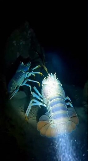 Giant Lobsters Fighting in Deep Sea Cave