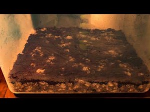 Bulk Substrate Colonization Timelapse