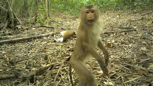 9 rare animals caught on camera in the ‘Amazon of Asia’