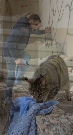A Cat Was Crying for Help from an Abandoned Buildi
