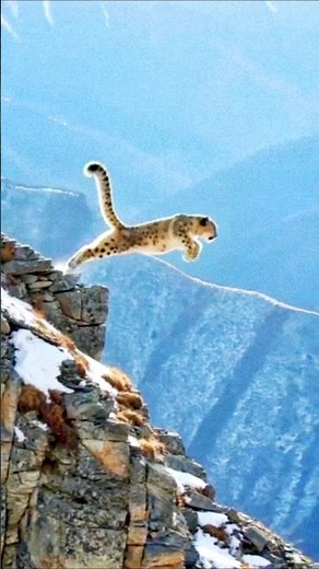 Legendary leap... Snow leopard On the vertical limits