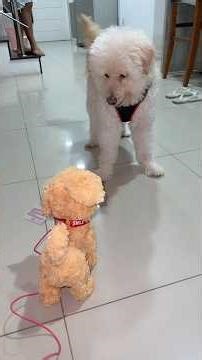 Slink received a puppy as a gift.