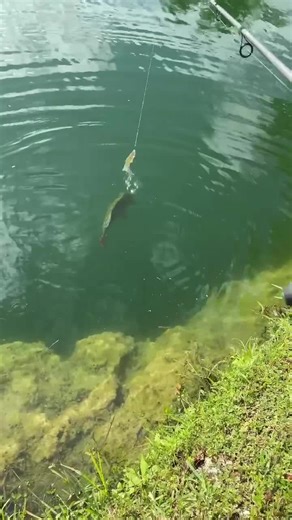 Massive peacock bass in south Florida 😳🔥 #fish #fishing #ohno #fyp #foryoupage #ryanizfishing