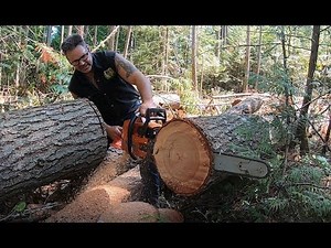 STIHL CHAIN VS OREGON CHAIN, WHO'S FASTER OUT OF THE BOX