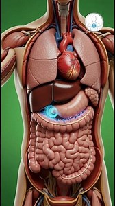 Coca Cola Reacts in Human Body | 3D Science Human Body | Inside Energy Lab
