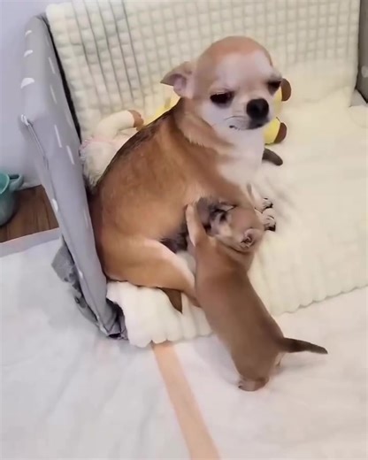 chihuahuas puppies for sale (@chihuahuas.puppie84)’s videos with original sound - chihuahuas puppies for sale