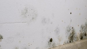 clip-3413175267-mould-fungus-growth-on-wall-surface-problem