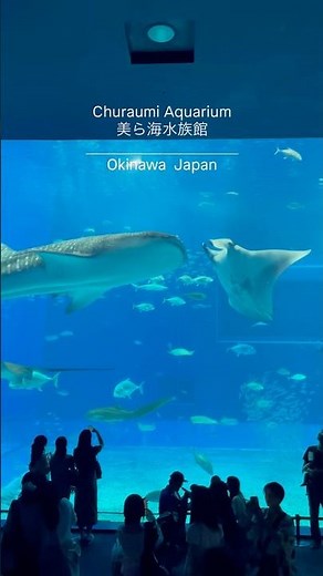 📍【沖縄】美ら海水族館🐟巨大水槽を悠々と泳ぐジンベエザメが圧巻で、沖縄の海の魅力を体感できる名所。 #旅行 #観光 #旅 #海 #絶景 #水族館 #美ら海水族館 #沖縄 #japan