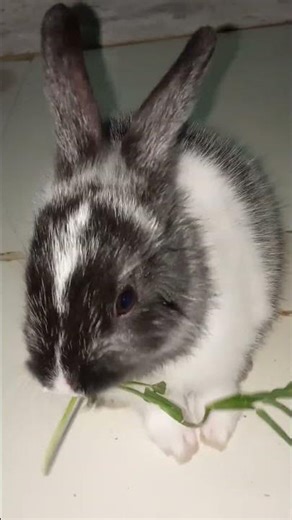 my baby rabbit first time eat🤗