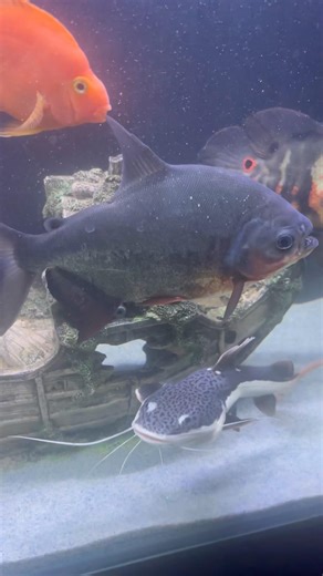 Pacu fish🐠| #pacufish #redpacufish #pacufishtank #pacufishcare #pacufishdiet #pacufishfood #shorts