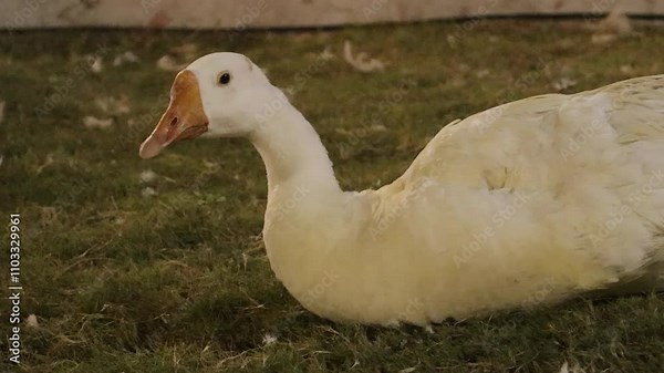 Beautiful White Indian runner duck sitting in grass. White pekin ducks (also know as Aylesbury or Long Island ducks) Large white heavy duck also known as America Pekin Duck