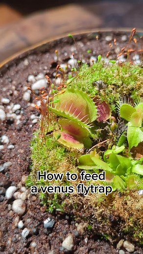Feeding your VFT isn't strictly necessary if grown outdoors but seeing the traps close rapidly is the fun part about growing flytraps! An alternative to live prey is using ground meal worms but you have to manually stimulate the trap to seal by rubbing the outside to move the inner trigger hairs. An easier alternative is a foliar spray of 1/4 tsp per gallon of maxsea used once per month. Feeding your VFT will give it the nutrients it needs to grow more vigorously #plantfeeding #venusflytrap #car