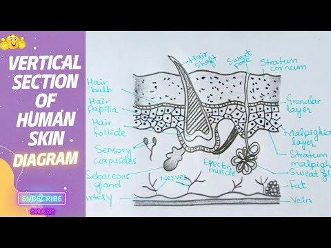 Vertical section of human skin diagram step by step for beginners #biology #biologydiagrams 😇🔎📚