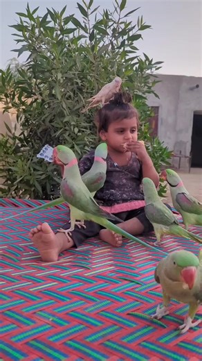 Little Parrot Trainer || 3 Shorts #parrot #shorts | Green Parrots Tv One