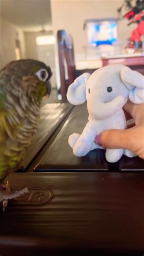 My pretty little baby😘😘😘 #parrots #birds #funnyanimals #funnybirds #cute #funnypets