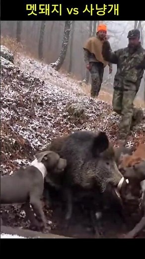 눈 덮인 산속에서 사냥개와 야생 멧돼지 그리고 사냥꾼 Intense Wild Boar Encounter in the Snowy Forest | Hunting Dogs vs Boar