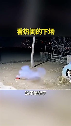 【这热闹也敢看？】🐶狗子围观点炮，结果当场吓出残影！#搞笑 #shorts