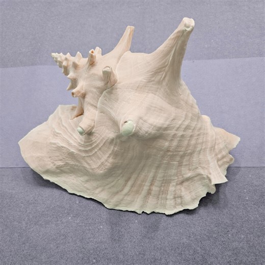 Pink Conch Shell - Large II - Etsy