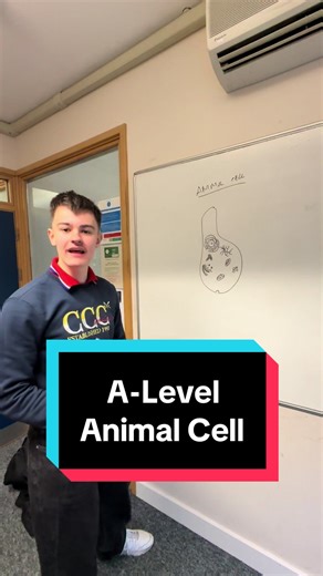 A Level diagram of an Animal Cell #alevel #biology #animalcell #diagram