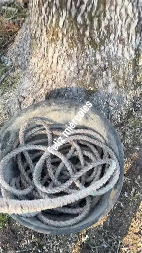 A. Gurrola trees service 🌳 (@a.gurrolatreesservice)’s videos with original sound - VEMX