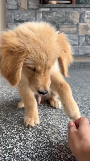 Golden Retriever Puppy Training