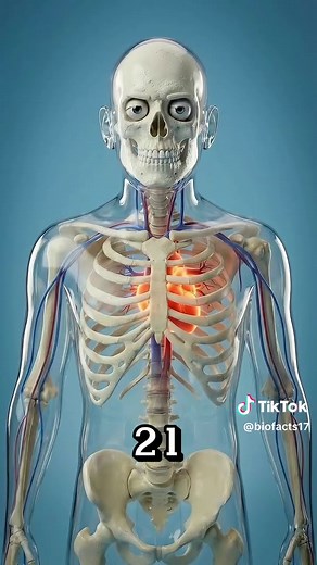What happens if you start taking Magnesium every single day? #facts #mindblown #interestingfacts #3danimation #LearnOnTikTok
