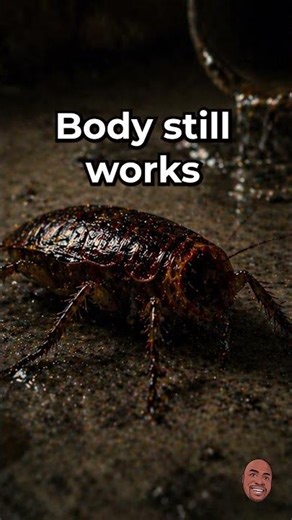 This Creature Can Live Without Its Head