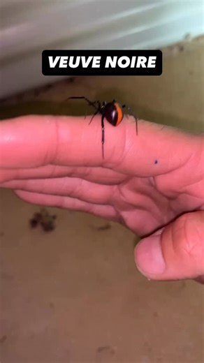 Loïc Lehygge on Instagram: "Je vois souvent des commentaires, avec des personnes qui confondent les différentes veuves noires. Veuve noire est un nom vernaculaire, toutes les veuves noires, font partie du genre Latrodectus. Le sablier rouge sur la phase ventrale, pour les veuves noires, américaines. ⌛️ le trait rouge en plus sur le dos pour les australiennes ❗️ et 13 points rouges pour les Françaises 🇫🇷 mais il existe en tout plus de 30 espèces #veuvenoire #araignée #arachnophobie #araignee #p