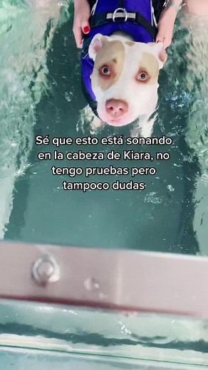 Perros Agiles: Fisioterapia y Diversión para Mascotas