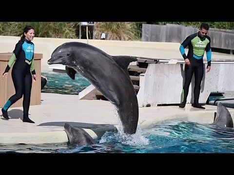 Dolphin Adventures (Full Show) - SeaWorld Orlando - June 1, 2023