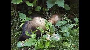 Steckbrief Natur - Fischotter, Baum- und Steinmarder - Iltis - Hermelin