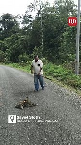 40K views · 530 reactions | Amazing sloth rescue! | Reader's Digest | Facebook