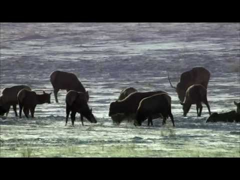 Discovery Channel Animals | Animal Planet | YellowStone Documentary 2015 Full HD